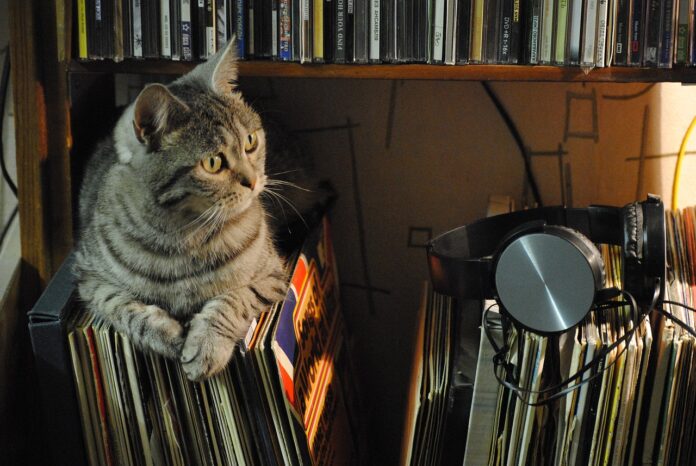 Katze Musik