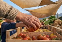 Warum Nachhaltigkeit zum Erfolgsfaktor wird Hand Früchte